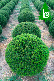 BUXUS MICROPHYLLA FAULKNER