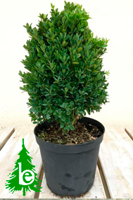 Buxus pumila