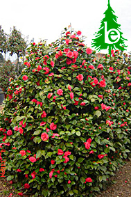 CAMELIA JAPONICA