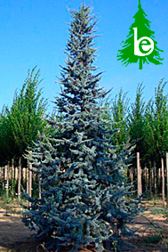 CEDRUS ATLANTICA GLAUCA