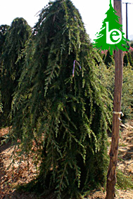 CEDRUS DEODARA PENDULA