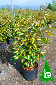 Eleagnus Limelight