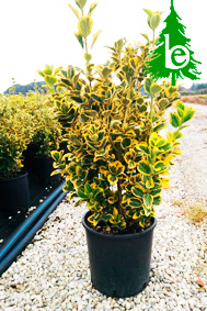 Euonymus-Aurea