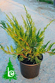 Juniperus