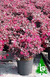 LOROPETALUM