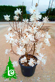 Magnolia spogliante