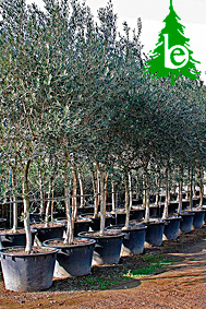 OLEA EUROPEA (Olivo)