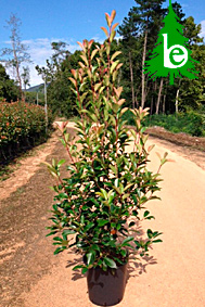 PHOTINIA SERRULATA RED ROBIN