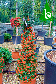 PYRACANTHA COCCINEA