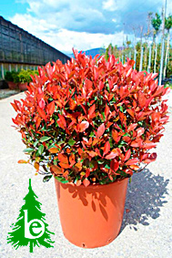 Photinia Nana