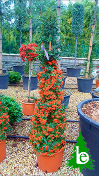 Pyracantha Coccinea Clt. 15