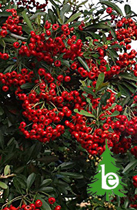 PYRACANTHA GISBII