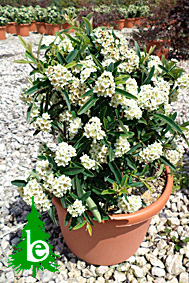 Pyracantha Navaho