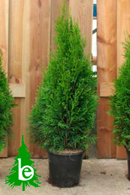 Thuja smaragd