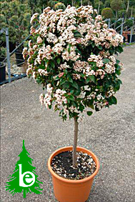 Viburnum Tinus Alberello