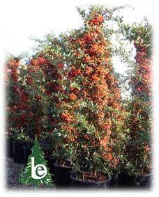 PYRACANTHA Coccinea