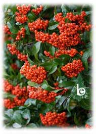 PYRACANTHA Mohave