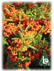 PYRACANTHA Navaho