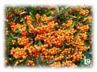 PYRACANTHA Orange Glow