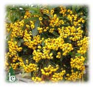 PYRACANTHA Rogersiana Flava