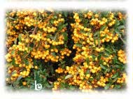 PYRACANTHA Soleil D'or