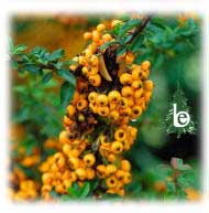 PYRACANTHA Teton