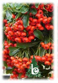 PYRACANTHA Ventoux Red