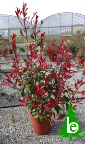 PHOTINIA COMPACTA